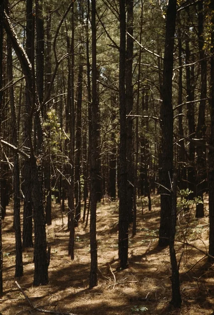 A dense stand of pine trunks in a reforestation project, Maryland, about 1941–42